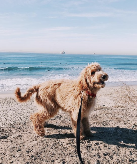 The Best Dog-Friendly Destinations To Visit This Summer